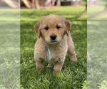 Puppy Teal Boy Golden Retriever