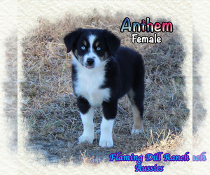 Miniature Australian Shepherd Puppy for sale in FORESTBURG, TX, USA