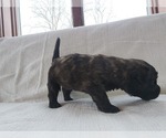 Small Photo #10 Bouvier Des Flandres Puppy For Sale in BERWICK, ME, USA