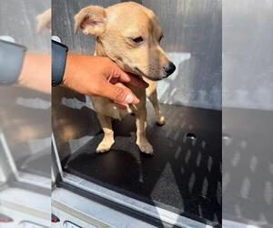 Chihuahua-Unknown Mix Dogs for adoption in San Antonio, TX, USA