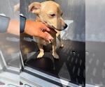 Small Chihuahua Mix