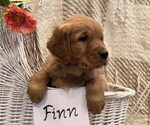 Small #1 Golden Retriever