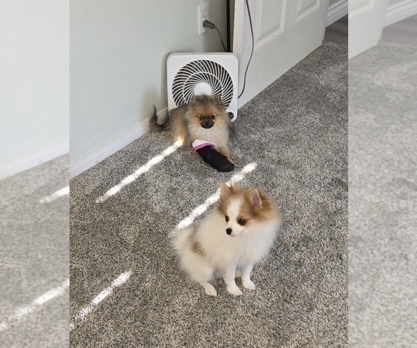 Medium Photo #7 Pomeranian Puppy For Sale in MENIFEE, CA, USA