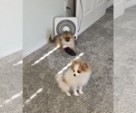 Small #6 Pomeranian