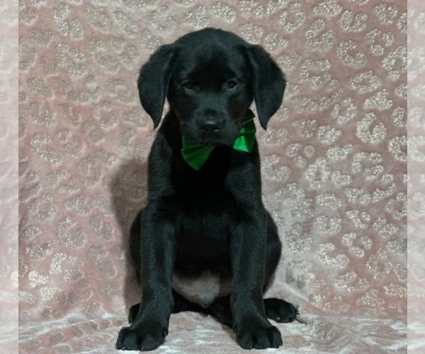 Medium Photo #3 Golden Retriever-Rottweiler Mix Puppy For Sale in LANCASTER, PA, USA