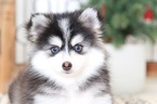 Small Photo #1 Pomsky Puppy For Sale in NAPLES, FL, USA