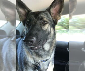 German Shepherd Dog Dogs for adoption in Ogden, UT, USA