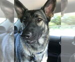 Small German Shepherd Dog