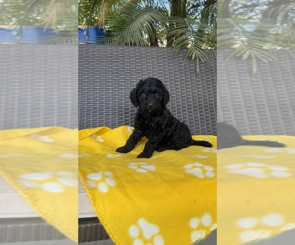 Medium Photo #6 Labradoodle Puppy For Sale in FRESNO, CA, USA