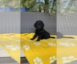Small #5 Labradoodle