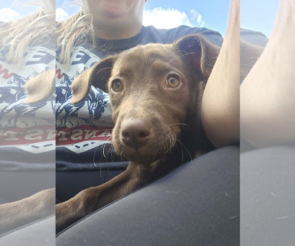 Medium Photo #3 Labrador Retriever-Unknown Mix Puppy For Sale in MIDWAY, UT, USA