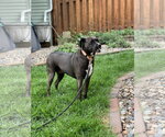Small #5 Mutt