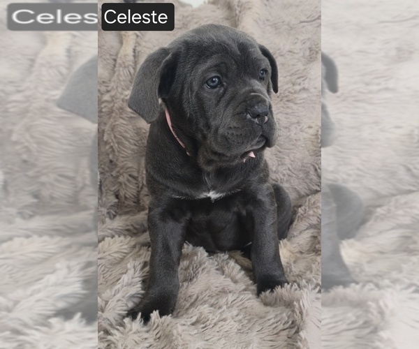 Medium Photo #4 Cane Corso Puppy For Sale in MINERAL WELLS, WV, USA