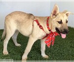 Small Photo #4 German Shepherd Dog-Unknown Mix Puppy For Sale in San Diego, CA, USA