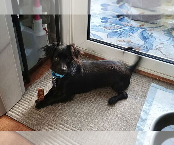 Medium Photo #5 Dachshund-Unknown Mix Puppy For Sale in Oak Bluffs, MA, USA