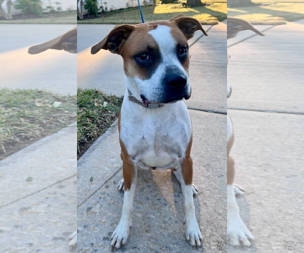 Medium Photo #6 Boxer-Unknown Mix Puppy For Sale in Euless, TX, USA
