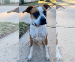 Small #5 Boxer Mix