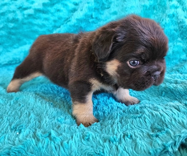 Medium Photo #15 French Bulldog Puppy For Sale in LAS VEGAS, NV, USA