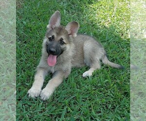 German Shepherd Dog Puppy for sale in PELZER, SC, USA