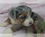 Small Photo #4 Aussiedoodle Miniature  Puppy For Sale in ROSCOMMON, MI, USA