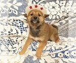 Small Photo #4 Shiba Inu Puppy For Sale in HARTVILLE, MO, USA