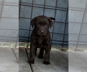 Labrador Retriever Puppy for sale in DOUGLAS, GA, USA
