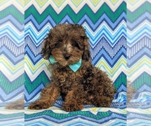 Poodle (Miniature) Puppy for sale in NOTTINGHAM, PA, USA