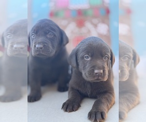 Labrador Retriever Puppy for sale in MORENO VALLEY, CA, USA