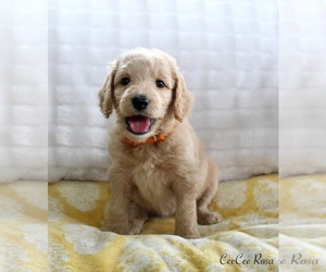 Goldendoodle Puppy for sale in CHERRY CREEK, NY, USA