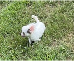 Small Photo #1 Chihuahua Puppy For Sale in STARR, SC, USA