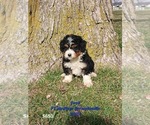 Puppy Fred Bernedoodle (Miniature)