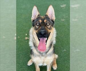 German Shepherd Dog Dogs for adoption in Woodland, CA, USA