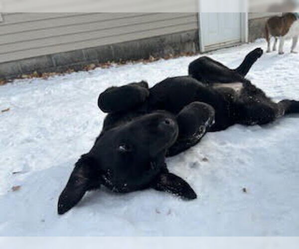 Medium Photo #4 German Shepherd Dog-Unknown Mix Puppy For Sale in Minneapolis, MN, USA