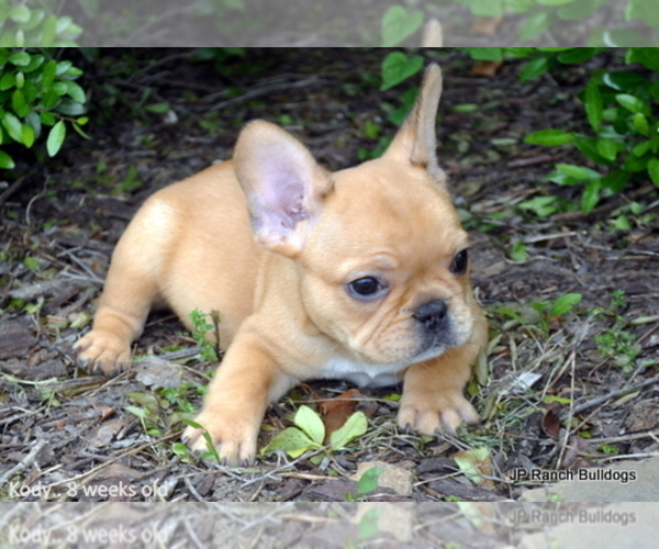 Medium Photo #3 French Bulldog Puppy For Sale in ROYSE CITY, TX, USA