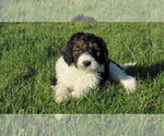 Small #3 Bernedoodle