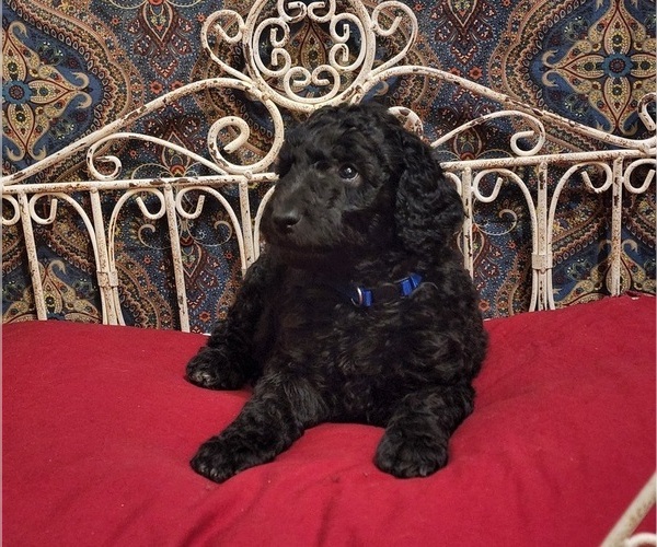 Medium Photo #3 Poodle (Standard) Puppy For Sale in WEBSTER, MN, USA