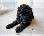 Small Photo #70 Bernedoodle Puppy For Sale in MOULTON, AL, USA