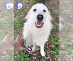 Small #2 Great Pyrenees