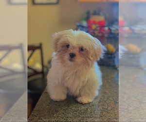 Shih Tzu Puppy for sale in SEATTLE, WA, USA