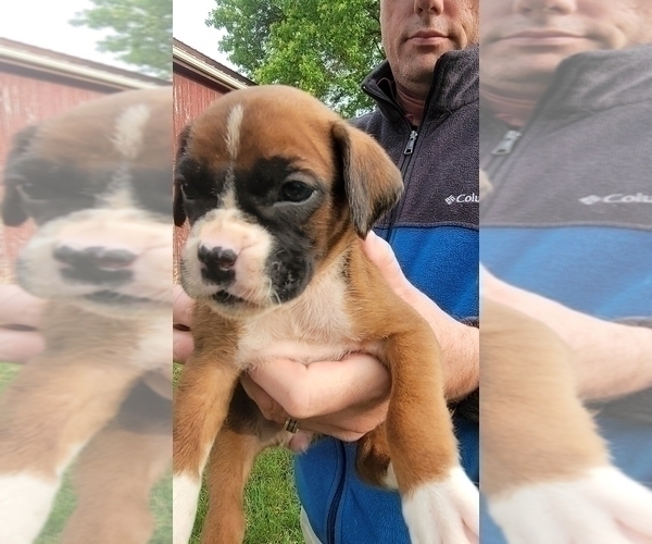 Medium Photo #1 Boxer Puppy For Sale in EDEN, PA, USA