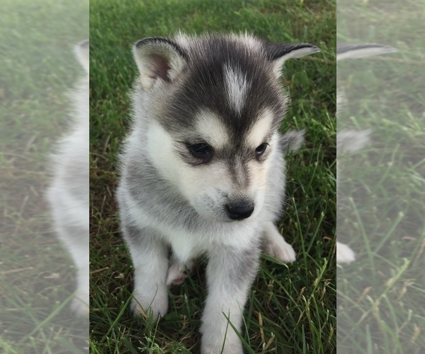 Medium Photo #12 Alaskan Klee Kai Puppy For Sale in WINCHESTER, OH, USA