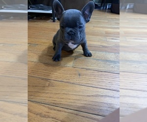 French Bulldog Puppy for sale in CLARKESVILLE, GA, USA
