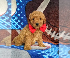 Goldendoodle Puppy for sale in OXFORD, PA, USA