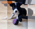 Small Border Collie-Collie Mix