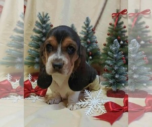 Basset Hound Puppy for sale in SALEM, WV, USA