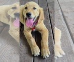 Small #4 Golden Retriever