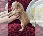 Small Photo #6 Poodle (Toy) Puppy For Sale in STOCKBRIDGE, GA, USA
