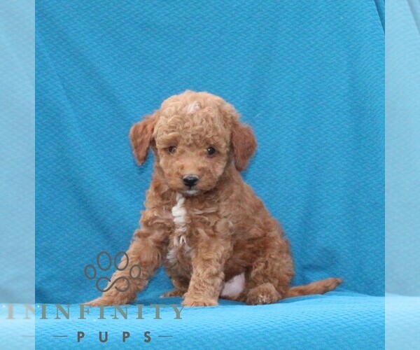 Medium Photo #1 Goldendoodle (Miniature) Puppy For Sale in AIRVILLE, PA, USA