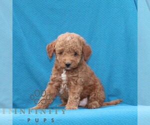 Goldendoodle (Miniature) Puppy for sale in AIRVILLE, PA, USA