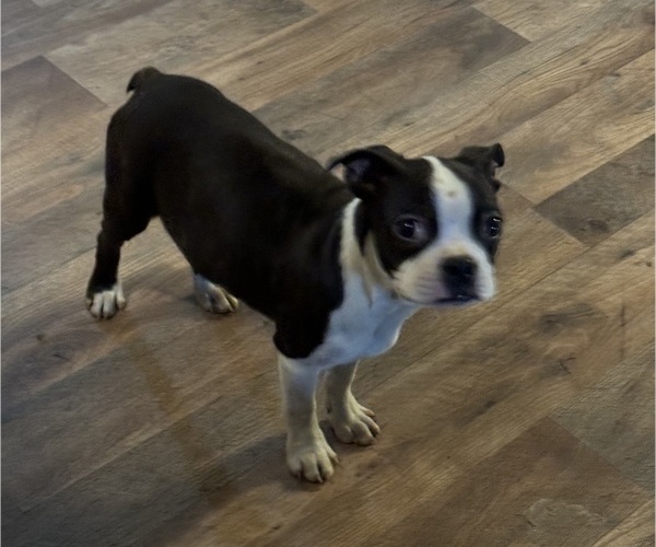 Medium Photo #1 Boston Terrier Puppy For Sale in ABILENE, TX, USA